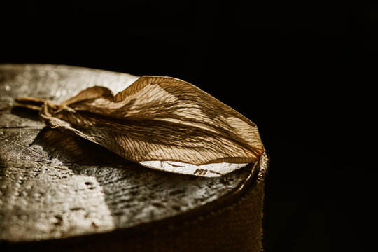 Dry lily petal