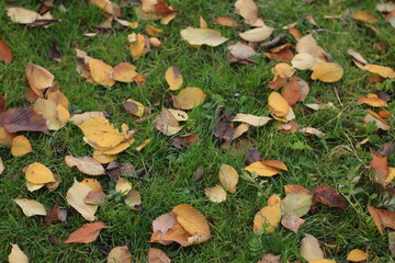 leaves on the grass