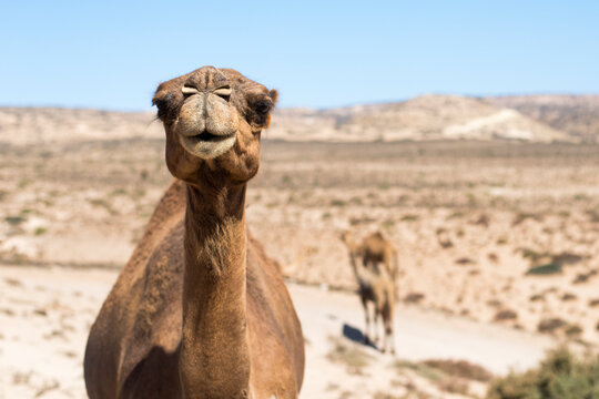 Curious Moroccan camel