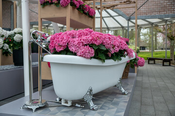 Vintage bathtub filled with pink hydrangea for women day