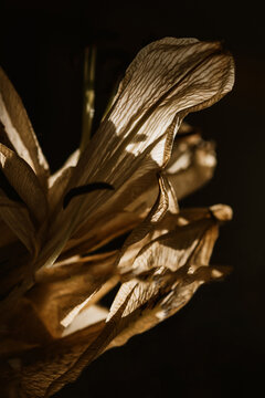 Dry lily petal