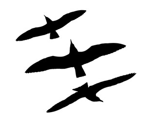 Fototapeta premium Set of seagulls as silhouettes, outline, contour