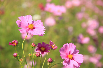 コスモス