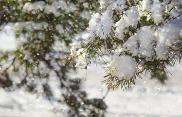 Happy New Year and Merry Christmas Background with Snow Pine Branches. Winter Natural Holiday Landscape with trees. Banner with Copy Space