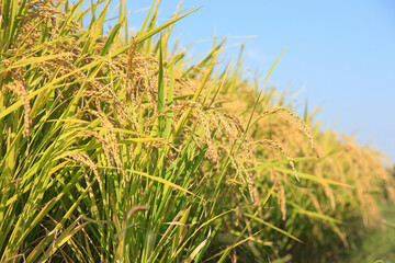 稲穂