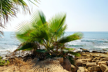 Coastal view of the Mediterranean coast, Turkey. Undulating sea, green palm leaves.