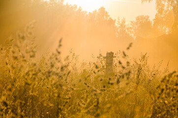 the sun's rays break through the lush grass. thick morning fog