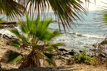 Fototapeta na wymiar Coastal view of the Mediterranean coast, Turkey. Undulating sea, green palm leaves.