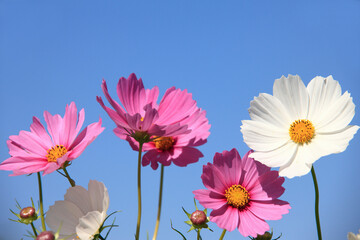 コスモス