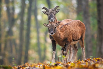 Two young mouflons, ovis orientalis, looking to the camera in autumn forest. Juvenile wild sheep male and female watching in wilderness. Baby animals standing in woodland.