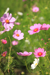 コスモス
