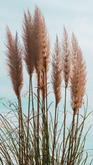 Fototapeta premium rwerwet