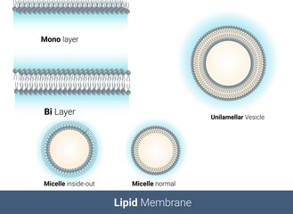 Types of plasma membrane of cell: . liposome, membrane, cell, Monolayer, bi layer, Uni lamellar, Micelle. vector illustration medical diagram for educational purpose in white background and labelling.