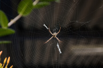 Spiders are so hard working animals