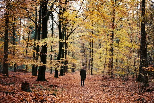 Autumn walk in the woods.