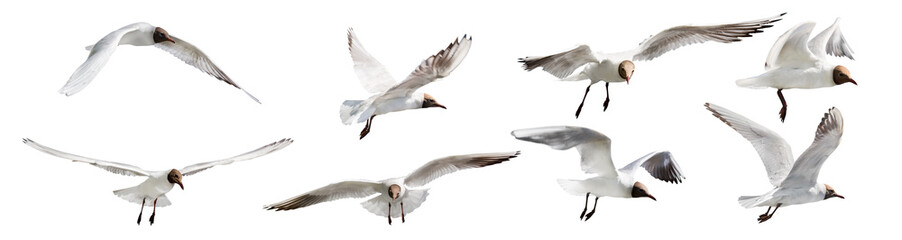 eight flying black head isolated gulls photo