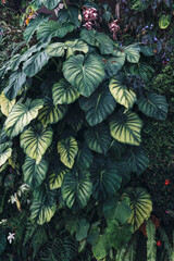 Green leaves background. Natural tropical background nature forest jungle foliage