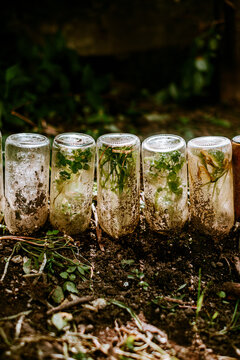 bottles and plants