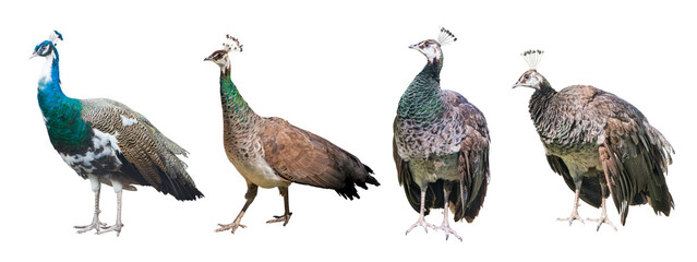 four peacocks isolated on white © Alexander Potapov