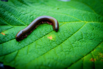 Orange Millipede