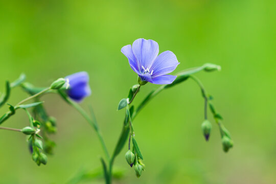 The common flax (lat. Linum usitatissimum), of the family Linaceae.