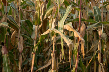 field of corn background