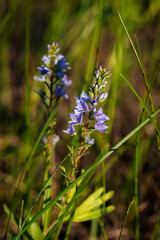 The broadleaf speedwell (lat. Veronica austriaca), of the family Plantaginaceae.