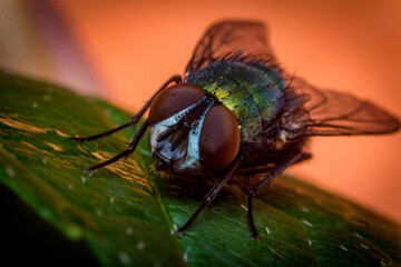 Common Green Bottle Fly