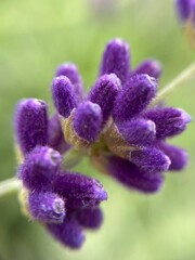 close up of lavender