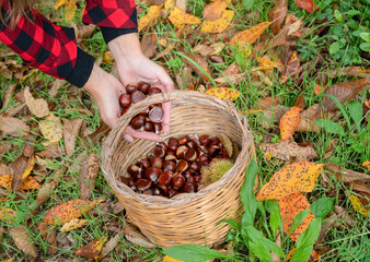 woman collecting a basket of chestnuts in the woods, Sardinian chestnuts, arithzo