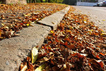 A lot of fallen dried orange leaves in the autumn city. Leaves near the grey border. Asphalt road.