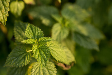 Close up of green nettle leaves