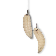 Bait for fishing. How to hook maggots