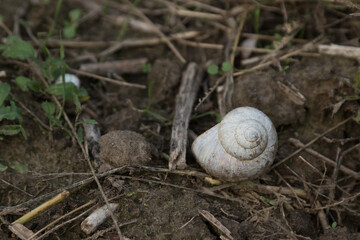 Snail shell on the ground
