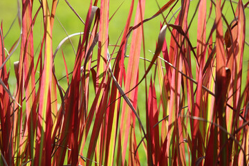 Fototapeta premium Czerwona trawa jesienią. 