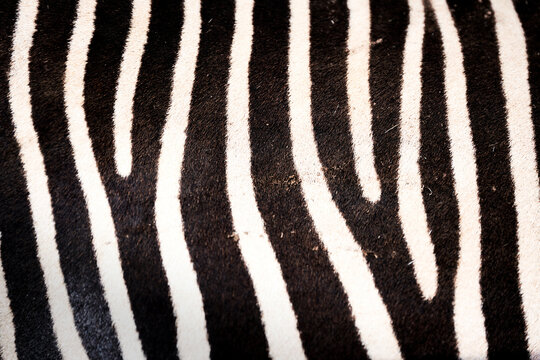 Zebra At The Zoo