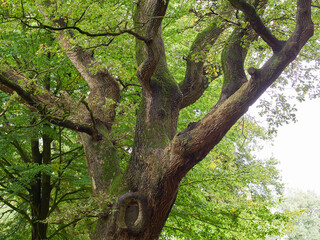 Ostfriesland Landschaft, Julianenpark Leer
