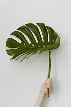 monstera deliciosa