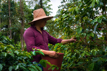 Colombian Farmer Harvesting coffee with hat (crop)