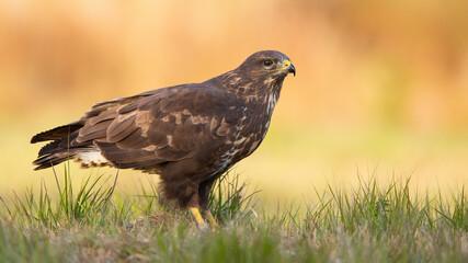 Adult common buzzard, buteo buteo, sitting on meadow in autumn. Bird of prey looking on green field in fall. Wild animal with brown feather watching on grass at sunset.