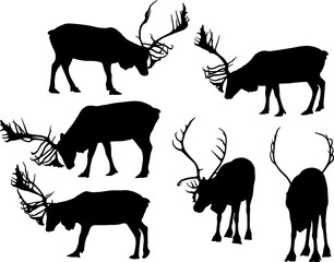 six black caribou silhouettes on white