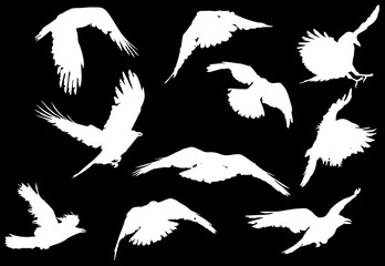 set of ten crow silhouettes isolated on black