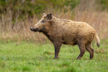 Big wild boar, sus scrofa, standing on meadow in autumn nature. Brown hairy swine looking on green field in fall. Furry animal standing on grassland from side view.