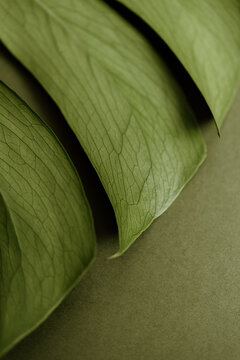 Monstera deliciosa leaf