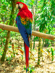 Aves de la amazonía