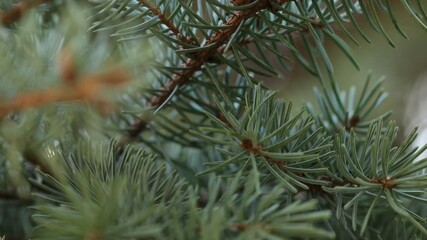 Fir tree brunch close up. Christmas wallpaper concept. Macro shot. Selective focus. - Powered by Adobe
