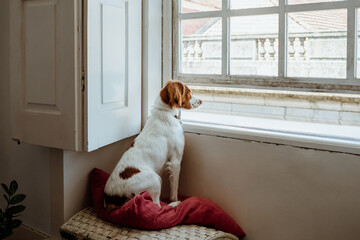 waiting at the window