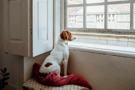 waiting at the window