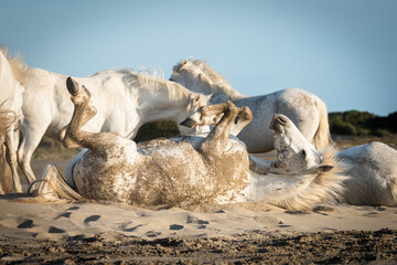 Herd of white horses are taking time on the beach. Image taken in Camargue, France.