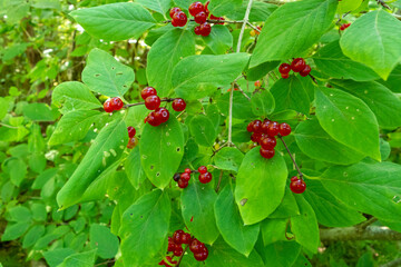 Lonicera xylosteum close-up - a poisonous wild plant with dangerous fruits